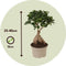 Plant in a Box - Ficus Ginseng - Set van 2 - Japanse Bonsai Kamerplanten - Pot 15cm - Hoogte 35-40cm