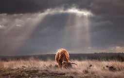 Customize it - Tuinschilderij hooglander licht 130x70cm