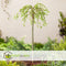 Plant in a Box - Salix Arbuscula - Zwitserse dwergwilg op stam - Boompjes - Potmaat 19 cm - Hoogte 80-90 cm - Frisgroen