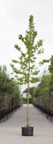 Boomhazelaar Corylus corlurna h 350 cm st. omtrek 12 cm