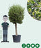 Olijfboom Olea europaea 225 cm