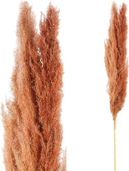 PTMD Dried Twig Pampas Gras - 65 x 7 x 110 cm - 3 stuks - Rood/Bruin