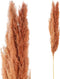 PTMD Dried Twig Pampas Gras - 65 x 7 x 110 cm - 3 stuks - Rood/Bruin