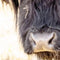 Customize it - Tuinschilderij hoogl zwart 130x70