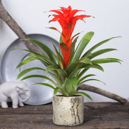 Kamerplant - Guzmania Calypso single