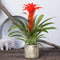 Kamerplant - Guzmania Calypso single