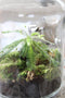 Growing Concepts DIY Duurzaam Ecosysteem Weckpot 5L - Planten - Biophytum Sensitivum - H28xØ18cm