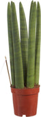 Sanseveria - Fachjan - Groene Plant- Hoogte 45 cm