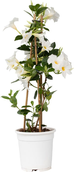Plant in a Box - Mandeville 'Rio White' - Dipladenia - Bloeiende tuinplant - Klimplant - Terras- en balkon plant - Pot 17cm - Hoogte 60-70cm