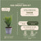 Plants by Frank | 1 strekkende meter Venijnboom haag | 6x Taxus media Farmen Ø12 cm - 20 cm | Groenblijvende haag | Tuinplanten | Planten