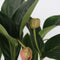 Plant in a Box - Medinilla Magnifica 'Flamenco' - Kamerplant - ⌀17cm - Hoogte 45-55cm