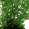 Ap-limnophila heterophylla 5 cm pot