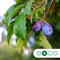 Grote pruimenboom Victoria | Prunus d. Victoria 10-14 cm | Bomenbezorgd.nl