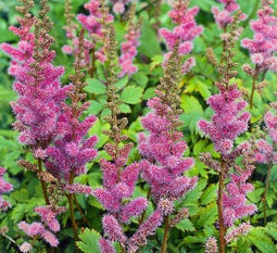 3 stuks Astilbe chinensis Pumila