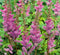 3 stuks Astilbe chinensis Pumila