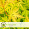Plant in a Box - Japanese Maple 'Orange Lace' - Set van 2 - Japanse Esdoorn Acer boom - Prachtige levendige kleuren - Pot 19 - Hoogte 60-70cm