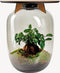 Terrarium | Eiken Tafel | Bonsai plant | Grijs glas | ↑55cm -Ø35cm