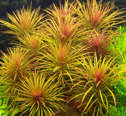 Eg pogostemon stellatus nr91