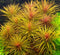 Eg pogostemon stellatus nr91
