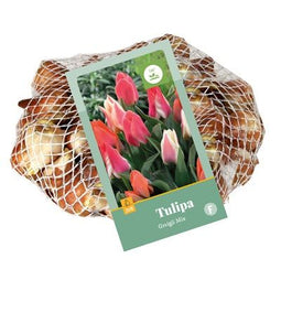 JUB - Tulipa Greigii Mix