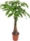 Plant in a Box - Pachira Aquatica - Kamerplant - Geldboom - Pot 24cm - Hoogte 100-120cm
