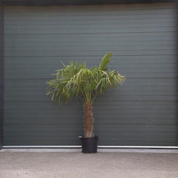 Chinese waaierpalm - Trachycarpus Fortunei 70 cm stamhoogte