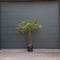 Chinese waaierpalm - Trachycarpus Fortunei 70 cm stamhoogte