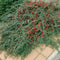 Plants by Frank | 12 Dwergmispel Planten | Cotoneaster dammeri 'Major'| Winterharde bodembedekker planten | tuinplanten | Winterharde vaste planten meerjarig | Winterharde tuinplanten