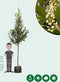Laurierkers hoogstam 400 cm | Prunus laurocerasus 14-18 cm | Bomenbezorgd.nl