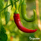 Peperzaden en Paprikazaden Pakket - 14 Soorten - Groentezaden - Peper Zaden - Paprika Zaden - Jalapeno Zaden - Moestuinzaden - Groentezaden Moestuin - Organifer