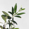 Plant in a Box - Medi Mix - Set van 4 - Mediterrane Fruitbomen - Pot 9cm - Hoogte 25-40cm
