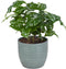 Combibox kamerplanten met Bergamo sierpot in trendy kleuren – ↨ 25cm – ⌀ 12cm