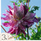 Plant in a Box - Dahlia Bristol Stripe - Set van 3 - Dahliaknollen Dinner-plate - Prachtige zomerbloeier - Bloembollen