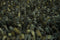 Vloerkleed Brink & Campman Rocks Pine Forest 70547 - maat 140 x 200 cm