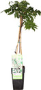 Plant in a Box - Wisteria floribunda 'Longissima Alba' - Japanse blauwe regen - Witbloeiende sierplant - Klimmer - Pot 15cm - Hoogte 60-70cm