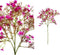 PTMD Garden Flower Sterrenbloem Kunsttak - 24 x 21 x 47 cm - Fuchsia
