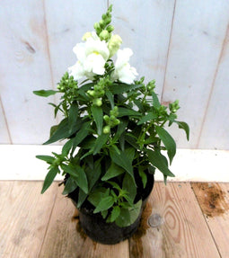 3 stuks! Leeuwenbek eenjarig wit 30 cm