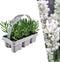 Plants by Frank | 6 witte Lavendelplanten | Vaste planten | Tuinplanten | 6 x Ø7 cm | 15 cm | Lavendelplant winterhard | planten