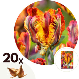 Plant in a Box - Tulipa Rasta Parrot - Tulpenbollen x20 - Bloembollen voor Tuin, Terras of Balkon