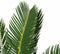 Decorum Duo Cycas Revoluta - Set van 2 - Duijn-Hove - Groene Plant- Hoogte 65 cm