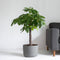 Plant in a Box - Pachira Aquatica - Kamerplant - Geldboom - Pot 24cm - Hoogte 100-120cm