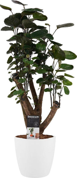 Polyscias Fabian vertakt met Elho brussels white ↨ 50cm - hoge kwaliteit planten