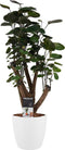 Polyscias Fabian vertakt met Elho brussels white ↨ 50cm - hoge kwaliteit planten