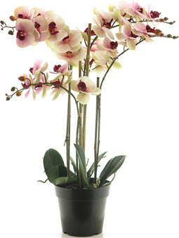 RT Phalaenopsis Bora x5 in pot 60 cm pink