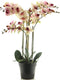 RT Phalaenopsis Bora x5 in pot 60 cm pink