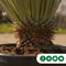 Gewone palmlelie Yucca rostrata h 90cm st. h 25cm