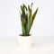 Plant in a Box - Sansevieria Laurentii - Makkelijke Kamerplant - Vrouwentong - Pot 14cm - Hoogte 40-50cm