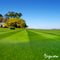 Organifer - Gazon Topdressing - Mix met Mycorrhiza en Rhizobacteriën (50x = 2500 Liter - voor 2500 m