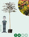 Rode leibeuk 180 cm | Fagus syl. 'Atropunicea' 10-14 cm 180 cm| Bomenbezorgd.nl