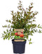 Plant in a Box - Punica granatum 'Early' - Granaatappelboom - Fruitboom met glanzende bladeren - Pot 21cm - Hoogte 60-70cm